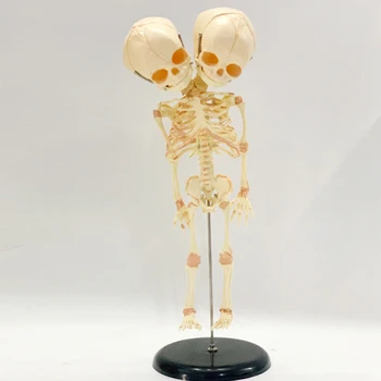 37cm Žmogaus Dvivietis Vadovas Kūdikio Skeletas Kaukolės Modelis Anatomija Smegenų Ekranas Studijų Mokymo Anatomijos Modelis Helovinas Namų Puošybai